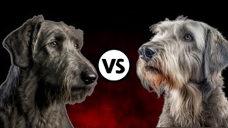 Irish Wolfhound☘️ 🆚 Scottish Deerhound🏴 A Detailed Comparison Which Breed Matches Your Lifestyle [upl. by Pietra]