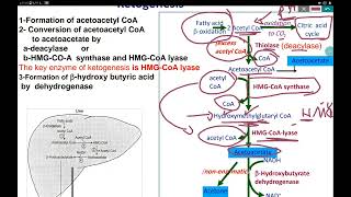 ketogenesis and ketogenolysis [upl. by Norab114]