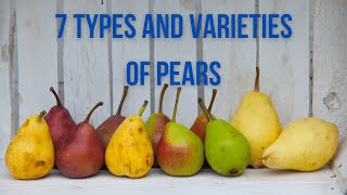 7 Types and Varieties of Pears [upl. by Nylissej]