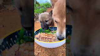 Dogs Eat Noodles Feed Dogs China Pastoral [upl. by Nylecoj]