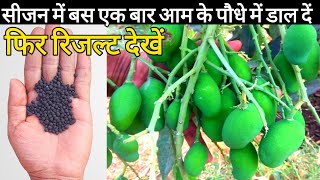 How to fertilize Mango plant  how to get more fruits on mango  Care of mango plant [upl. by Bosson]