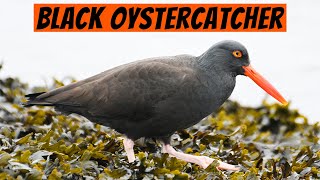 Learn This Bird — The Black Oystercatcher [upl. by Aisats730]