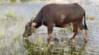 Animals that Beautiful buffalo graze in the water in the fields [upl. by Philomena]