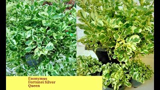 How to care amp Grow Euonymus Fortunei Silver Queen plant [upl. by Bradski638]