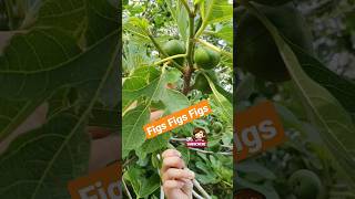 Figs Tree from Turkey agriculture discovery travel foodie plants fruit gardening shorts [upl. by Clarissa467]