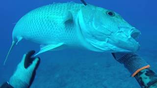 Spearfishing French Polynesia Oct 2017 with Oliver Em [upl. by Eneryc717]