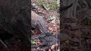 OMG Komodo dragons catch forest goats whose population is already rare [upl. by George]