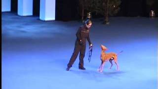 Jaro in agility performance Helsinki Winner 2010 [upl. by Imas]