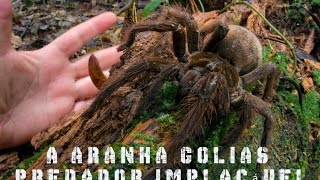 A aranha Golias e o Carcaju predadores implacáveis [upl. by Carnahan]