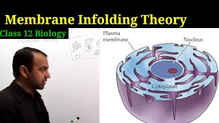 Membrane Infolding Theory class 12 Biology  Evolution [upl. by Vikki]