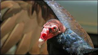 Turkey Vulture Sounds [upl. by Gunnar]