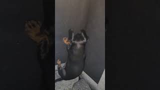 Im the one whos in control 🤷‍♀️😂 dachshund teckel dog pets love funny [upl. by Briant]