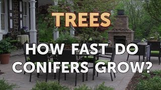 How Fast Do Conifers Grow [upl. by Ayikan]