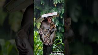 Monkey Saves Kitten from Rain with Pizza Box [upl. by Eenattirb]