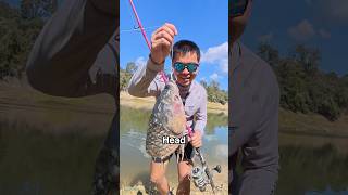 Using RIDICULOUS Bait To CATCH RIVER MONSTERS… GONE WRONG [upl. by Rolland186]