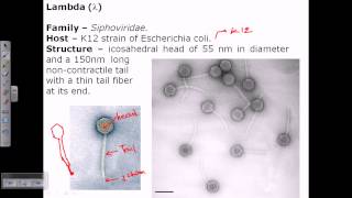 Lambda phage structure [upl. by Coralyn]