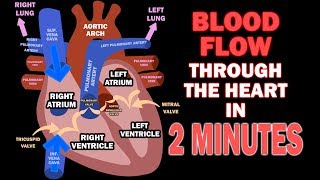 Blood Flow through the Heart in 2 MINUTES [upl. by Ennylhsa]