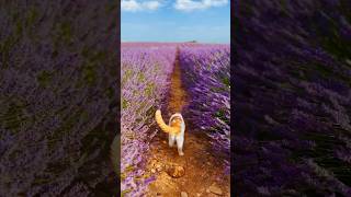 Are you ready to walk through the lavender fields 🪻Provence France 🇫🇷 [upl. by Duthie]