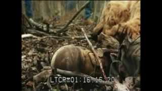 Grizzly Man footage recreation for National Geographic TV [upl. by Allecnirp365]