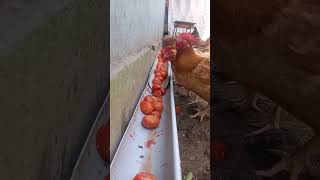 Chickens feeding on tomatoes by Poultryparadisetv poultryfarming [upl. by Anwahsat]