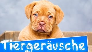 Tiergeräusche für kinder  35 echte Tiere  Deutsch [upl. by Heywood]