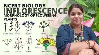 What is inflorescence  Class 11 Biology  Morphology of flowering plants  NCERT [upl. by Lirba931]