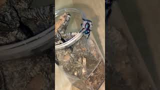 T seladonia Brazilian jewel spider asmr tarantula funny diet hamsterwheel [upl. by Nataniel]