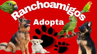 Ranchoamigo Adopta un perro o una ave en plaza chalco edo de Mexico [upl. by Floria]