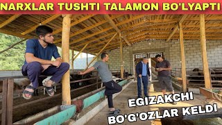 TALAMON BOLYAPTI BU BOLANI QOYLARI [upl. by Eiclehc]