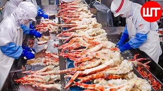 How King Crab Is Processed  Amazing King Crab Fishing Technology  Food Factory [upl. by Naud542]