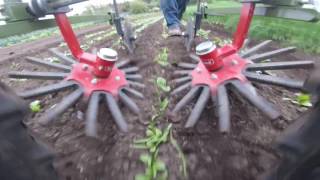 Planet Jr cultivating spinach with Steketee finger weeders [upl. by Anela433]