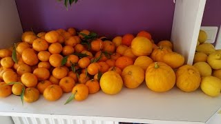 Vlog  Nouvel appart et journée frugivore [upl. by Eamaj]