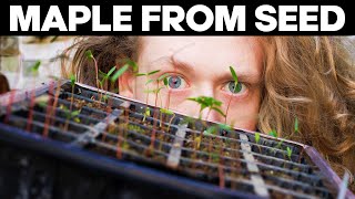 How To Grow Japanese Maple From Seed🌱🍁 Stratification and Germination [upl. by Grosvenor500]