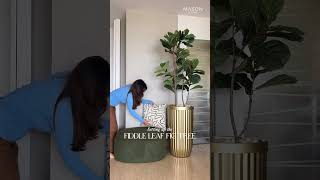 Setting Up The Fiddle Leaf Fig Tree  Mason Home HomeDecor [upl. by Enegue]