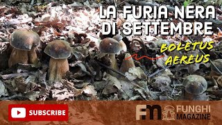 Porcini Settembre 2023 La Furia Nera dei Boletus Aereus in Piemonte 🍄😱 [upl. by Solracsiul]