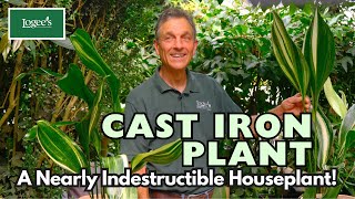 Cast Iron Plant  A Remarkable and Resilient Houseplant [upl. by Henson748]