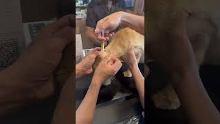 Cute Cat getting anti licemites Treatment shorts shortsvideo cat cats catlover cute love [upl. by Adamo291]