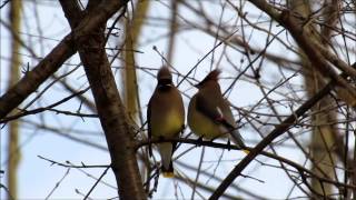 Cedar Waxwings Passing Berries [upl. by Atirac926]