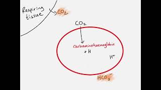 AS Biology  Transport of carbon dioxide [upl. by Akirahs]