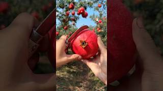 Ripe pomegranate cutting with natural landscape pomegranate cutting skill natural [upl. by Acimaj]