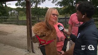 Northeast Ohio farm celebrates National Alpaca Farm Days [upl. by Anastice398]