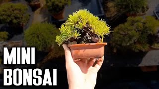 The Art of Mini Bonsai Asanuma San Secrets to Tiny Tree Perfection [upl. by Irim]