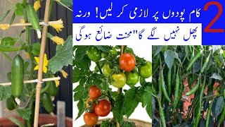 Get Maximum Fruiting on Home Vegetables  Get Lot of Tomatoes and Cucumber on Home plants [upl. by Neneek]