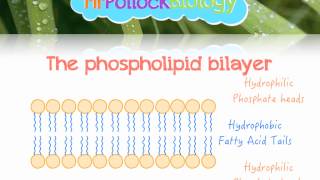 The Fluid Mosaic Model of the Cell Membrane [upl. by Yerfoeg160]