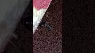 Latrodectus Hesperus Western Black Widow feeding [upl. by Princess]