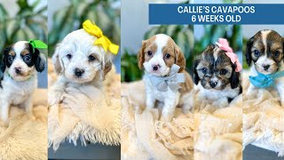 Callies Cavapoos 6 weeks old [upl. by Tocci]