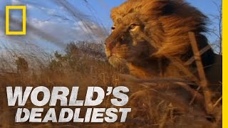 Lion Pack vs Buffalo  Worlds Deadliest [upl. by Rosecan]