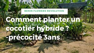 Comment planter un cocotier hybride 3ans [upl. by Earased751]