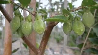 The Growing Process of Aquilaria Tree  沉香树的成长过程 [upl. by Llerdna456]