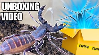 Meet My New Extraterrestrial Pet Unboxing a Whip Scorpion Phrynus whitei [upl. by Dillie]